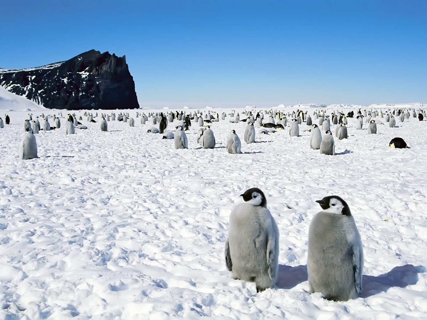 Paleontólogos argentinos hallaron restos de pingüino gigante en la Antártica