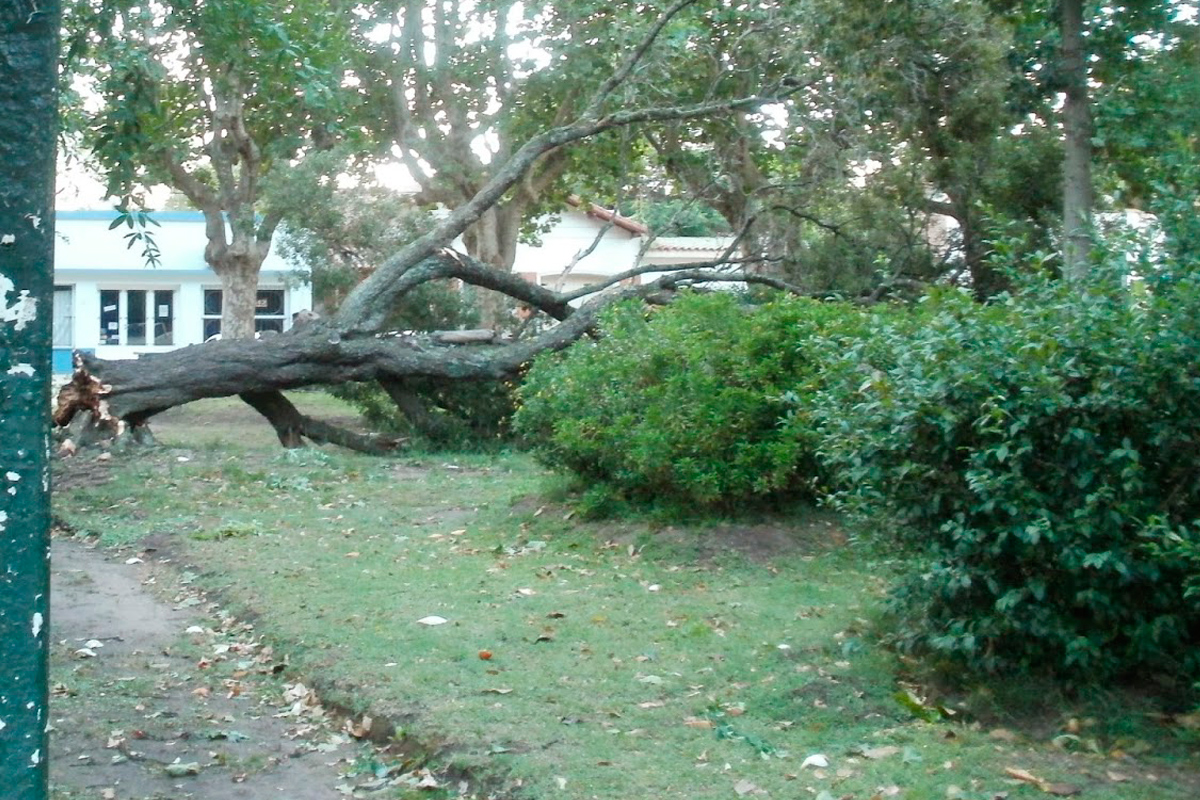 Una constante tras la tormenta: anegamientos en calles y caída de árboles