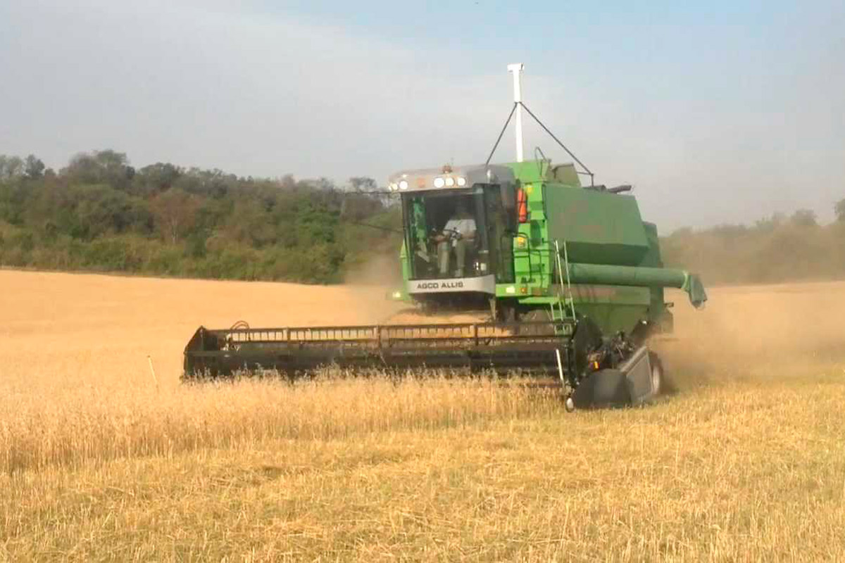 Se cosecharon 4,5 millones de toneladas de trigo en el país