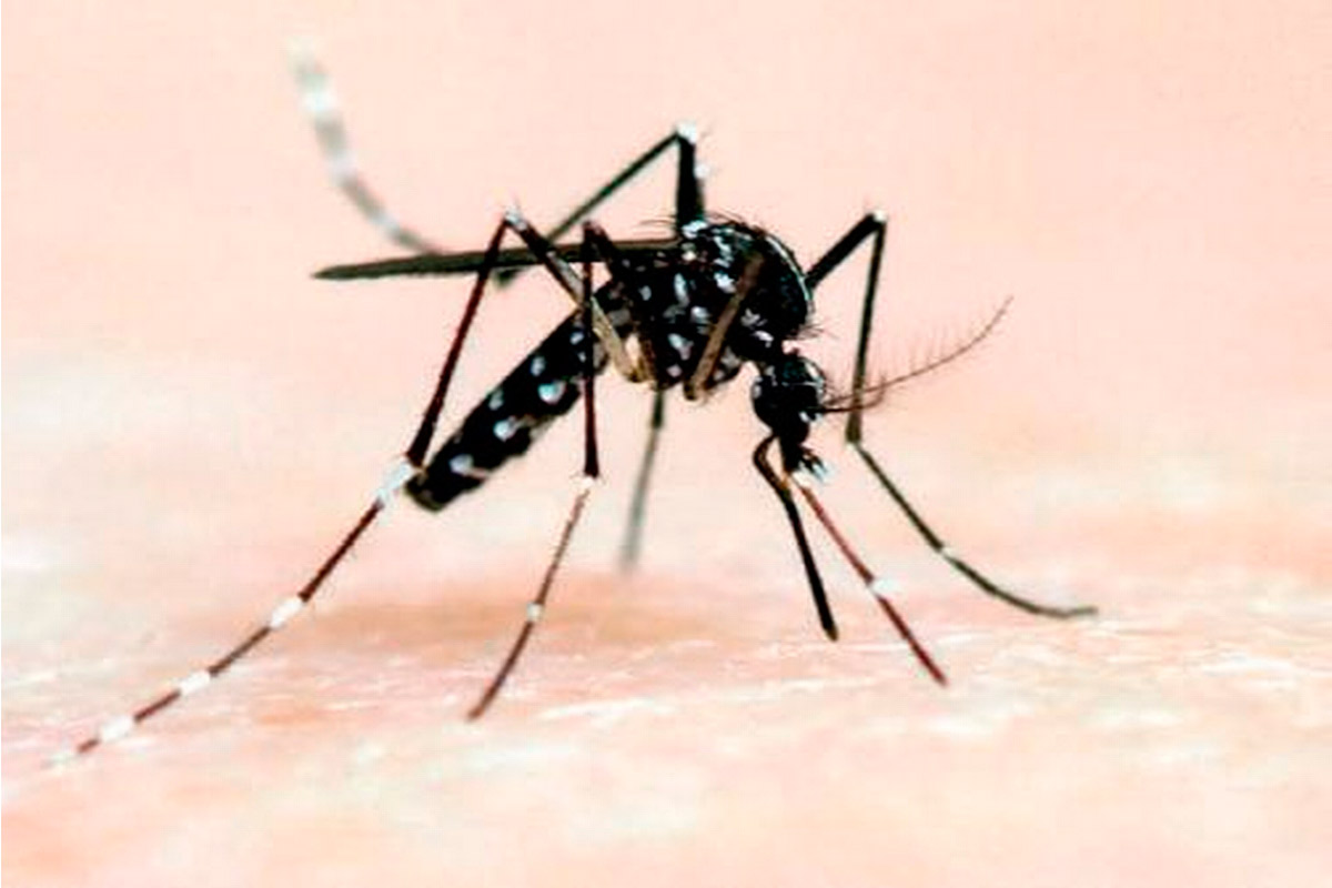 Hay 16 casos confirmados de Dengue en Santa Fe y Rosario