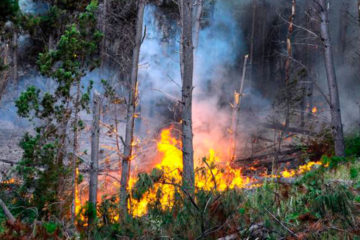 Dos incendios en Chubut arrasaron con 550 hectáreas