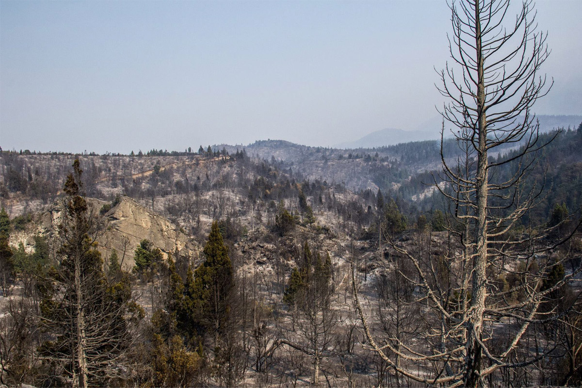 Chubut, bajo fuego: ardieron 20.000 hectáreas de bosques