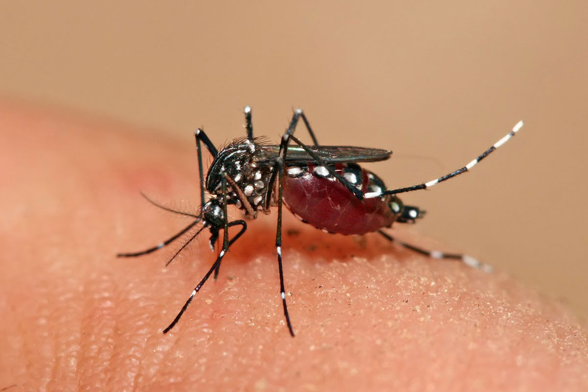 Dengue: recomendaciones para viajeros ante el fin de semana