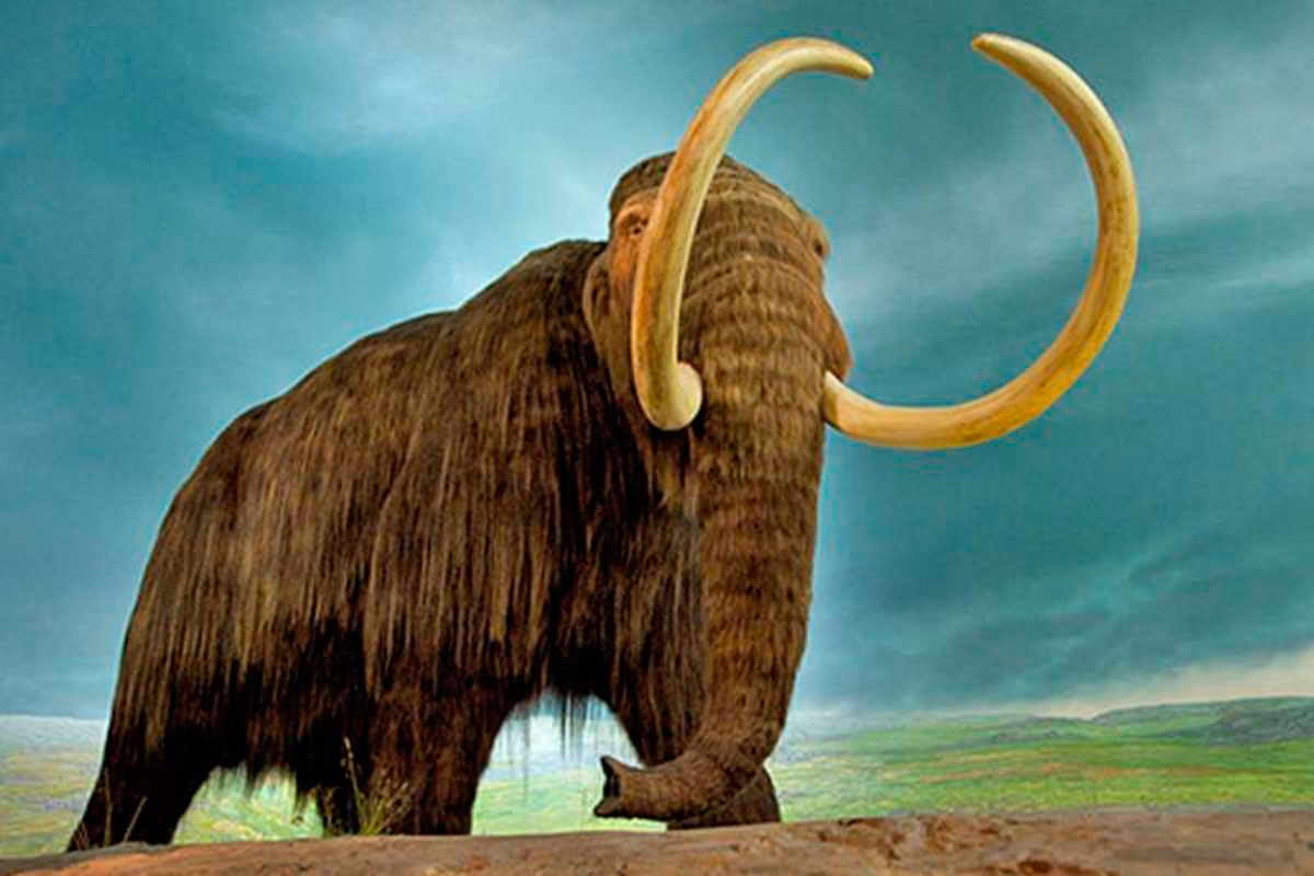 Revivirán a los mamuts prehistóricos