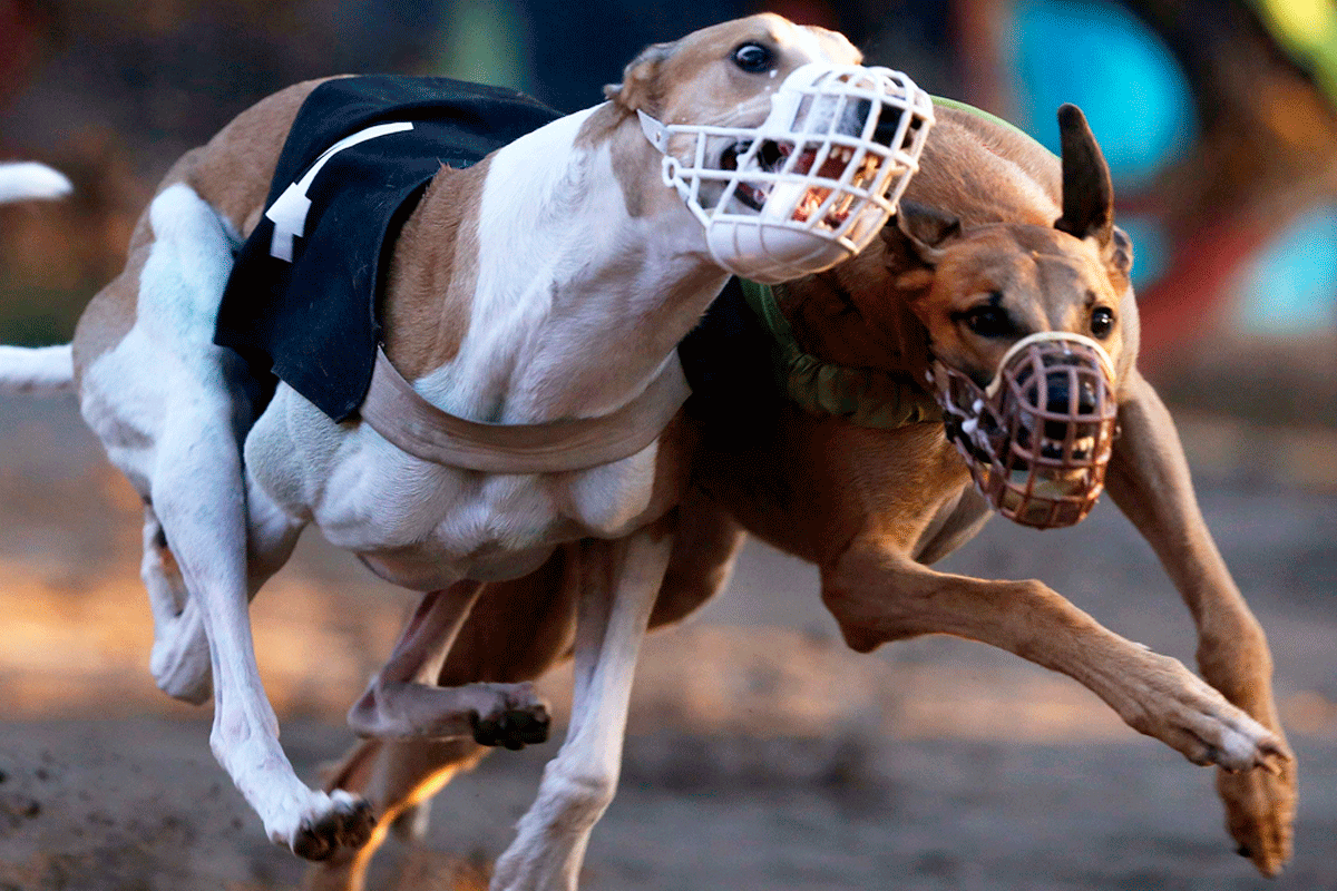 Prohibición de carreras de perros tiene media sanción