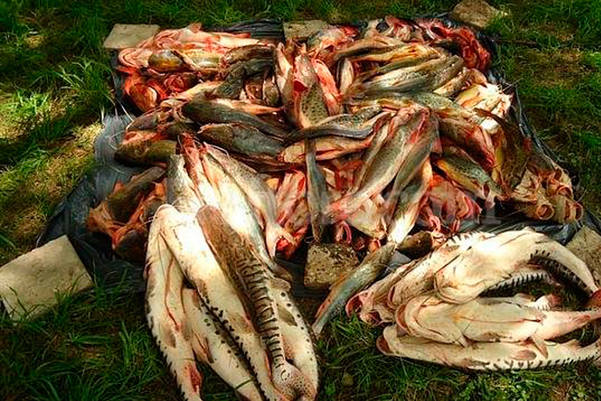 Incautaron 5.000 kilos de pescado en Villa G.Gálvez