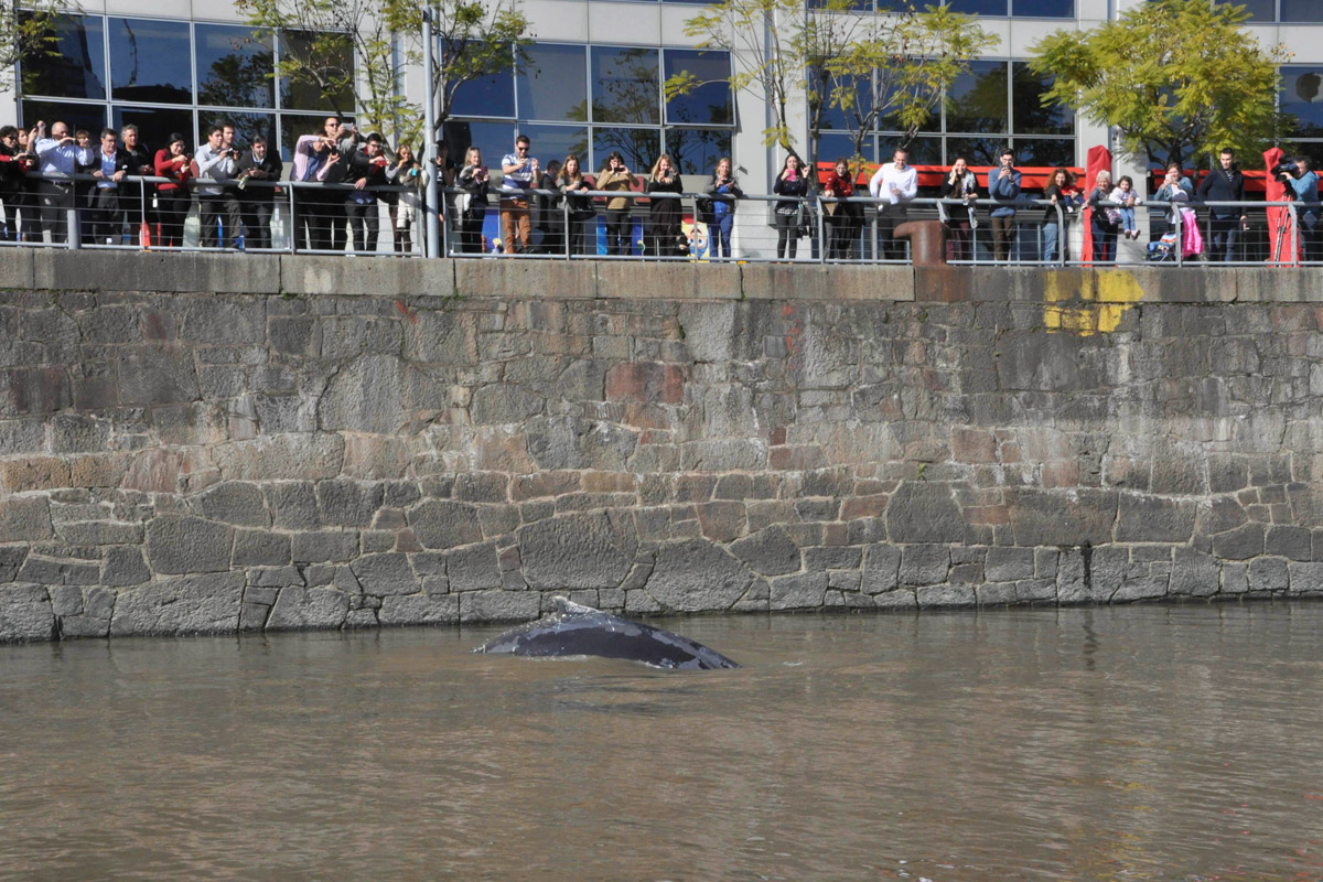 Una ballena perdida en Puerto Madero