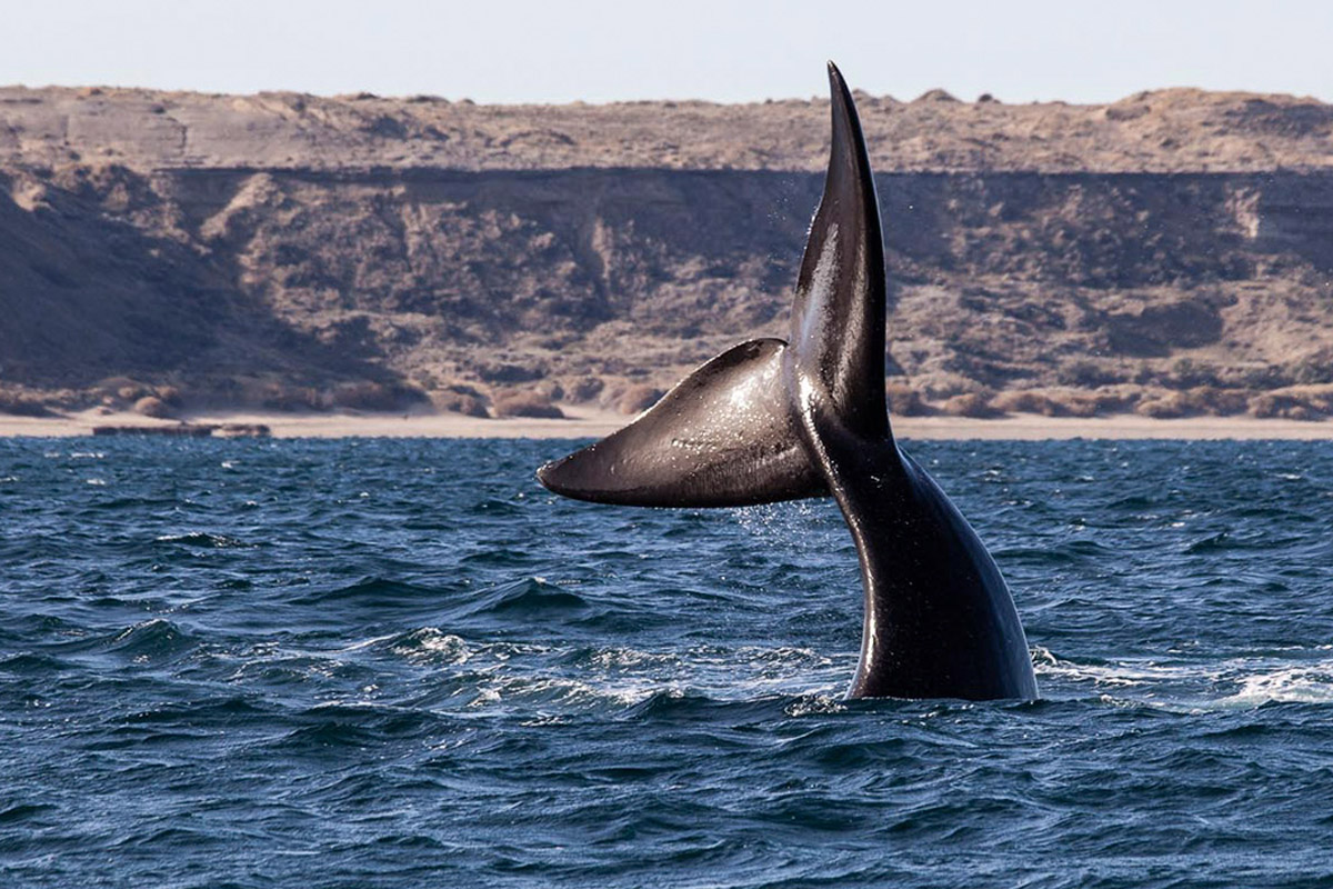 Contaron 550 ballenas en los golfos de Península Valdés