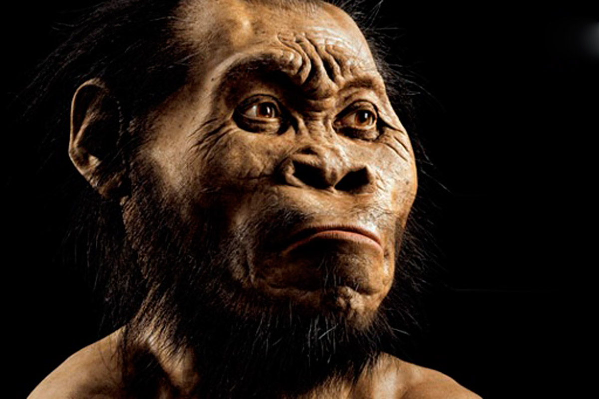 Descubren en Sudáfrica un nuevo antepasado del hombre