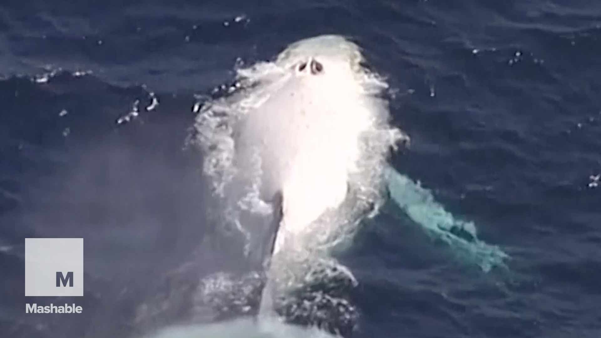 Avistan inusual ballena jorobada blanca
