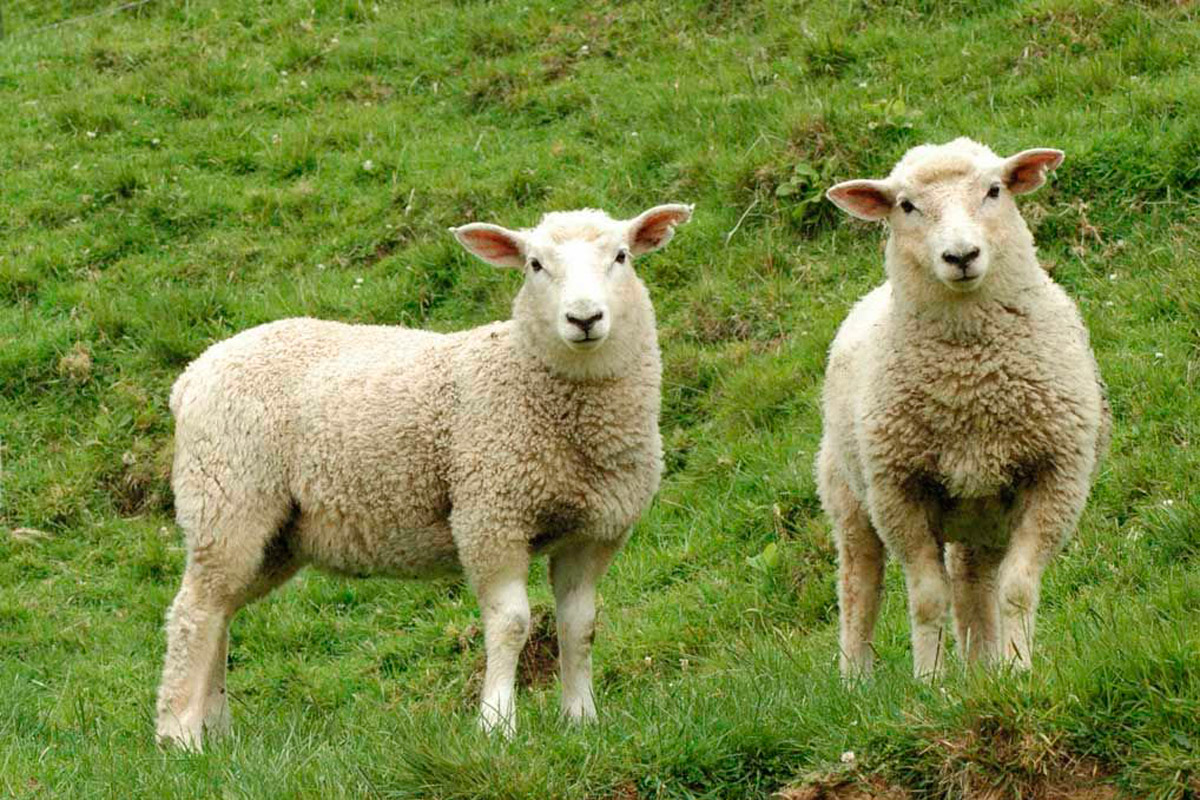 El consumo de oveja es de 1,3 kg por año y por persona