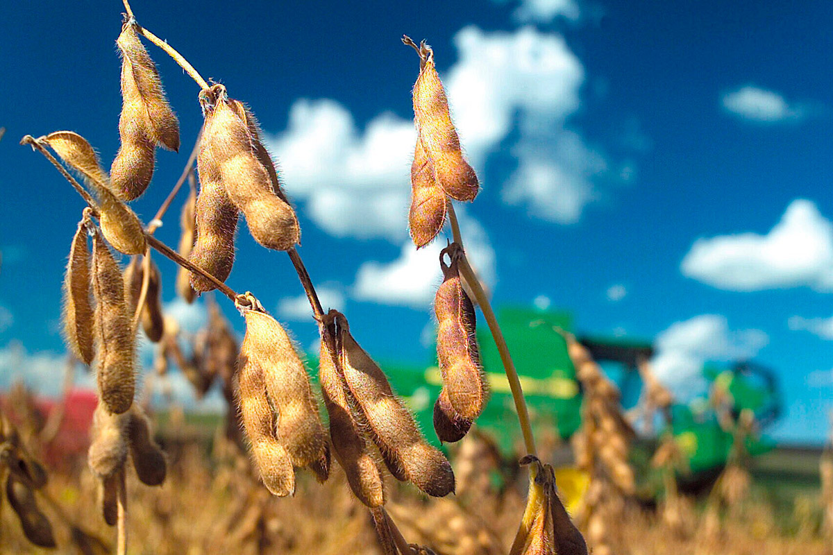 Comenzó la siembra de soja en Argentina con un avance de 8%