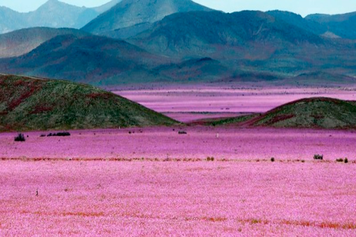 Insólito: Florece el Desierto de Atacama