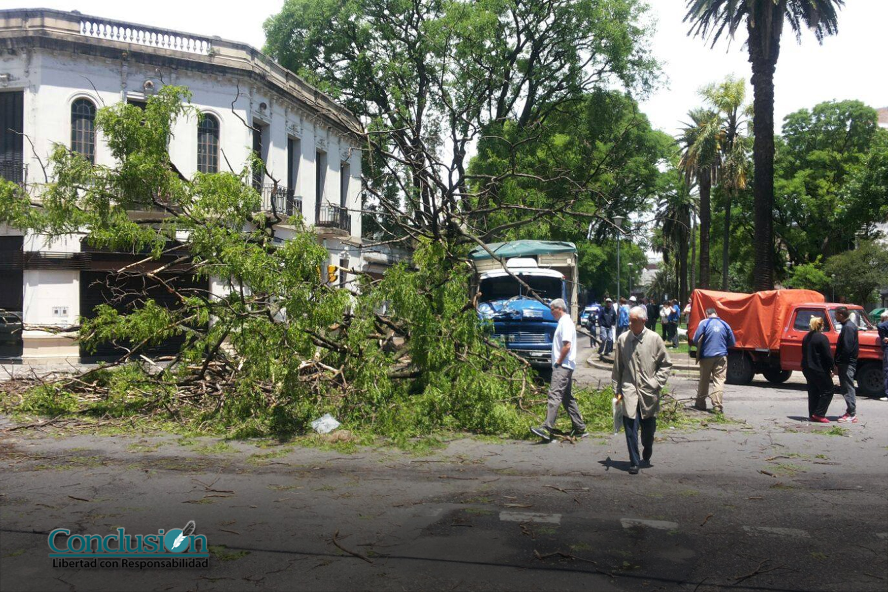 En Rosario, el temporal de viento derribó unos 70 árboles