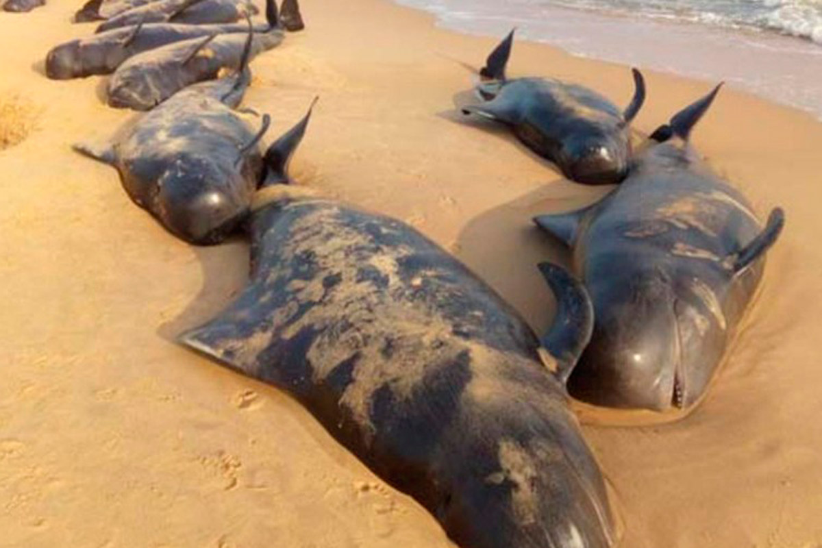 En sur de India encuentran varias ballenas muertas