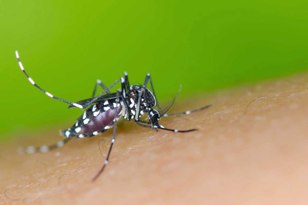 Se registran dos casos de Zika no autóctonos en el país