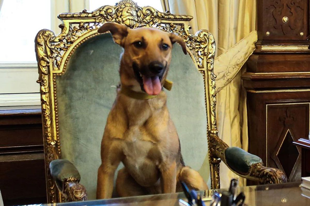 Macri, criticado por sentar a un perro en sillón presidencial