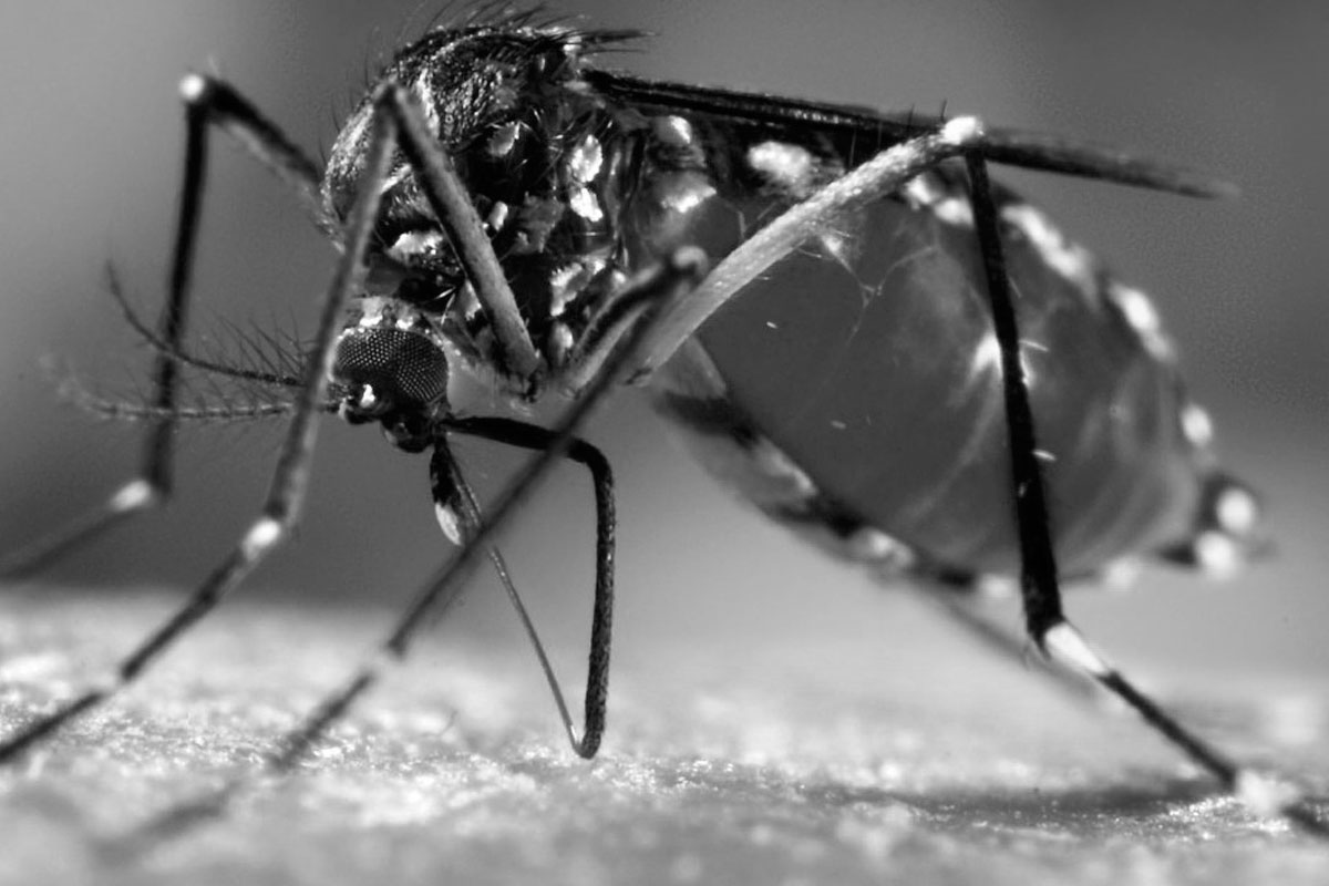 Dengue: otro caso autóctono y hay 4 infectados en Rosario