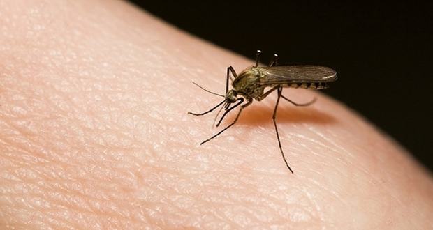 Brote de casos de dengue en Misiones