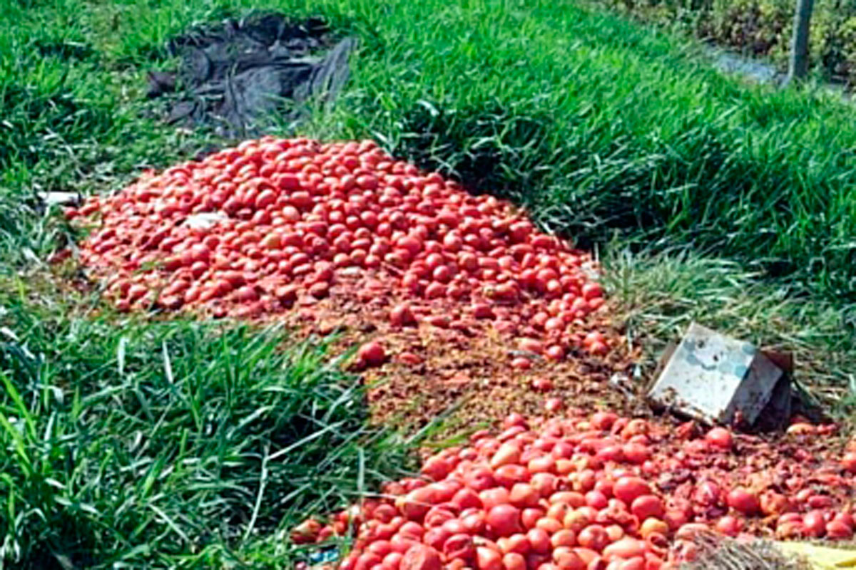 Productores tiran 100 mil kilos de tomates por falta de ventas por el costo en verdulerias