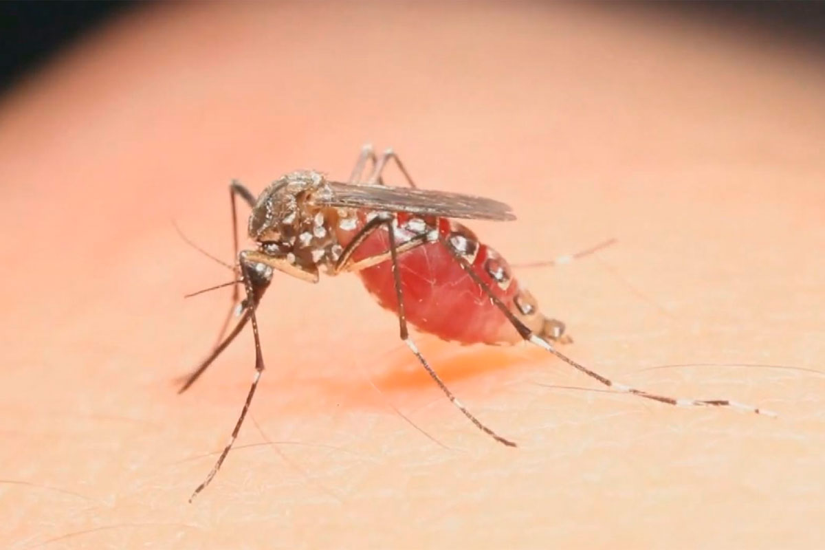 Zika, el virus que atemoriza a la población americana