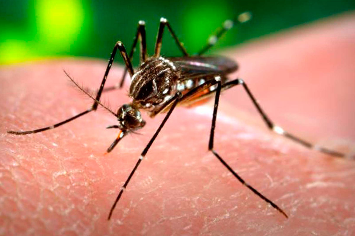 Mosquito transmisor del zika es resistente a los químicos