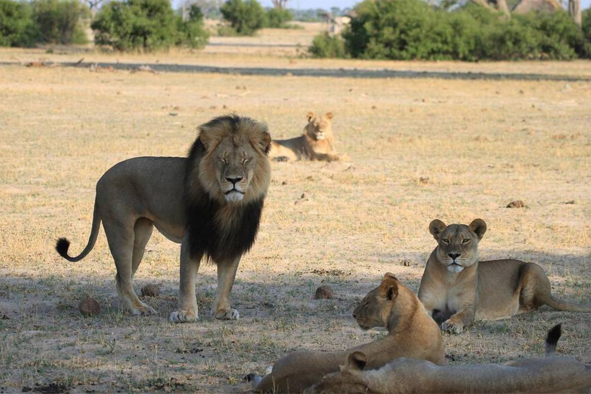 Serían sacrificados 200 leones en reserva de Zimbabue