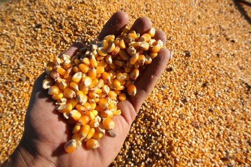 Economista pronostica que el maíz desplazará a la soja