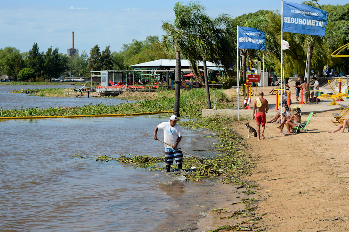 Municipio trabaja en limpieza de camalotes en la costanera