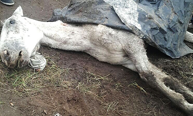 La solidaridad de un grupo de vecinos logró salvar la vida de Pecas, un caballo moribundo