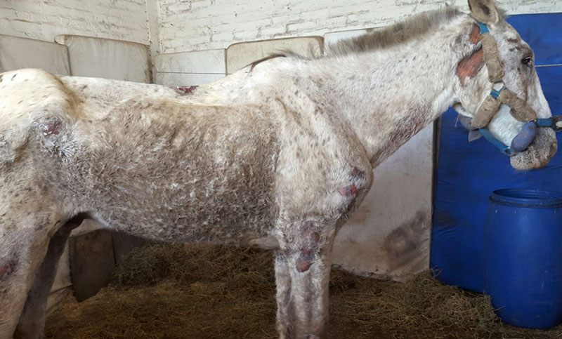 Triste desenlace para Pecas, el caballo rescatado por vecinos de Gálvez