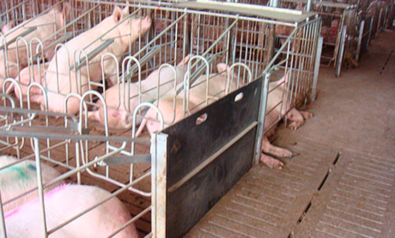 Productores porcinos reclamarán en el puente Rosario Victoria