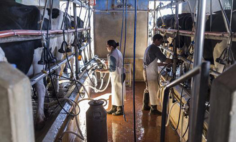 Cooperativa láctea de 90 años despidió 20% del personal