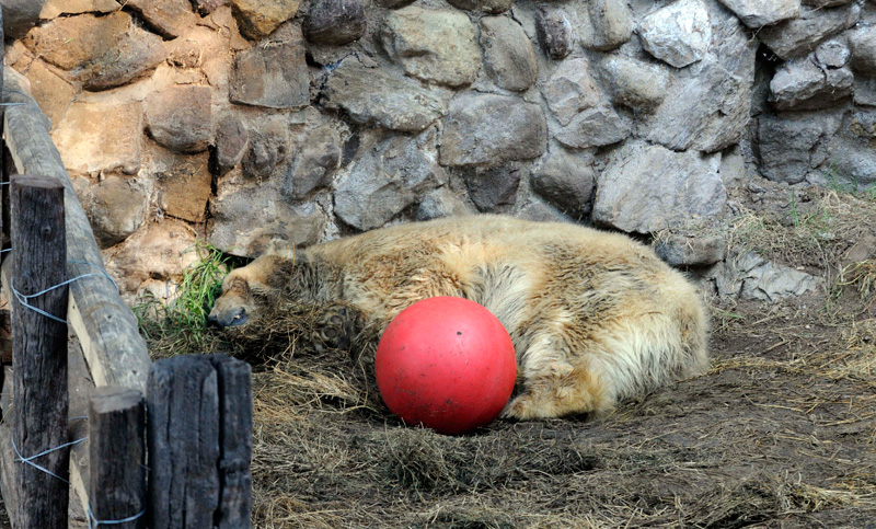El oso Arturo murió en su jaula del zoológico de Mendoza