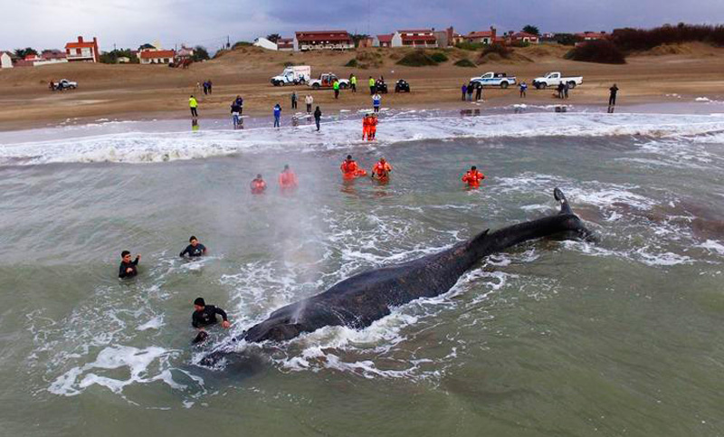 Continúa el operativo para salvar a la ballena encallada en Mar del Tuyú