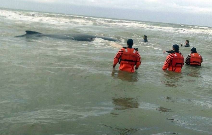 Hallaron muerta a la ballena que habían rescatado en Mar del Tuyú