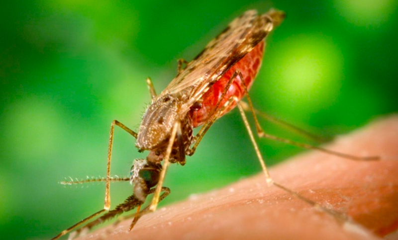 Fuerte alza en Colombia de casos de malaria cerebral, la más mortal