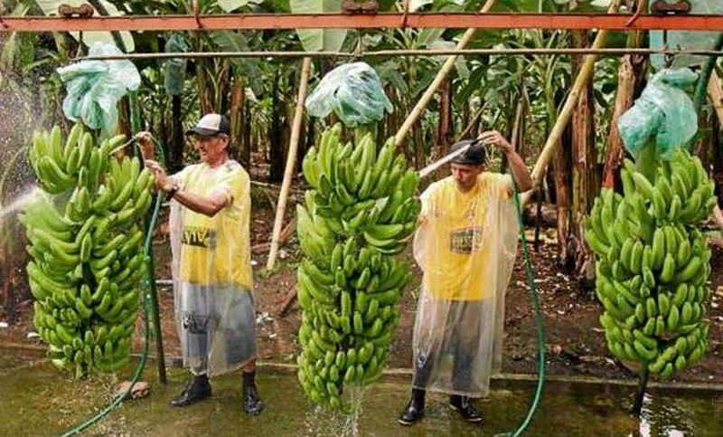 El cultivo de bananas va camino a la desaparición