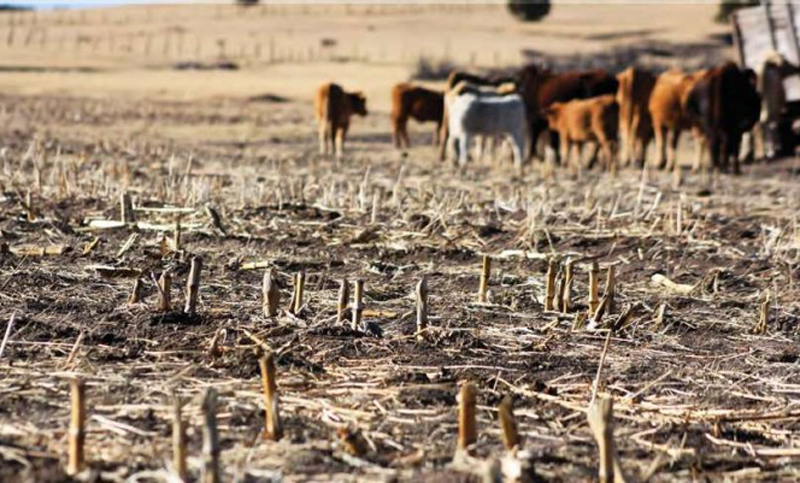 Bolivia sufre una de las peores sequías en 25 años, informó el gobierno