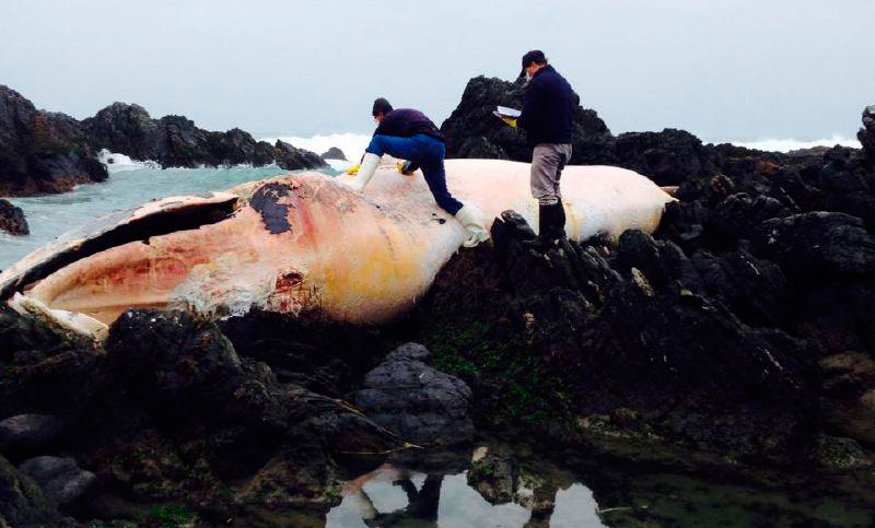 Investigan inusual varamiento de ballenas en el norte de Chile