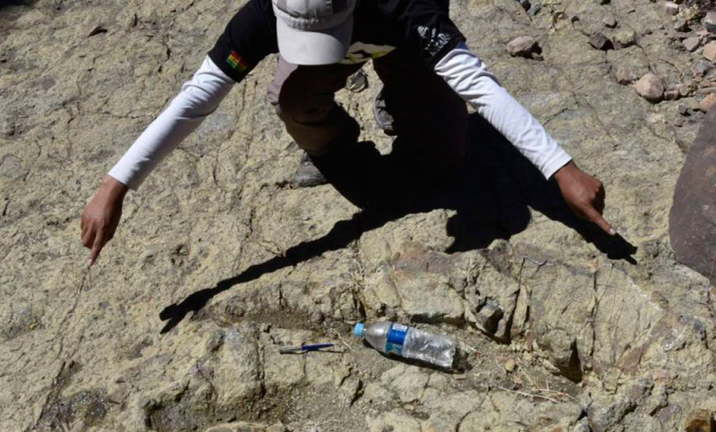 Hallan en Mongolia huella de un dinosaurio gigante