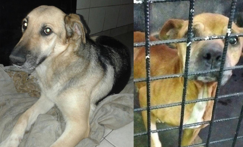 Perros que necesitan de adopción urgente en Rosario