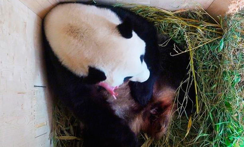 Nació una nueva hembra en el «zoo de los pandas» de Japón