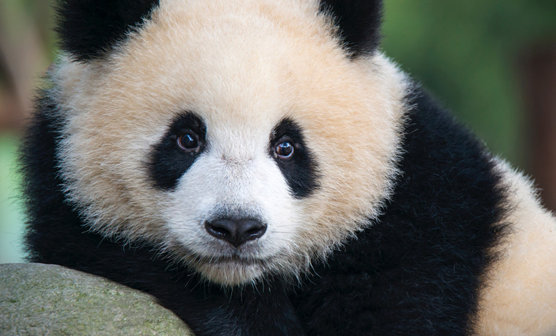 El panda gigante ya no está en peligro de extinción