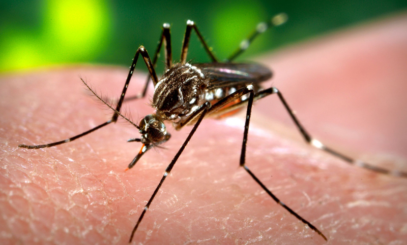 Paraguay alertó por el aumento de la circulación del mosquito transmisor del Dengue