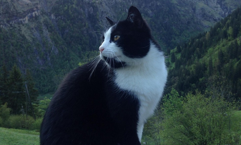 Un hombre perdido en una montaña encuentra su rumbo gracias a una gata