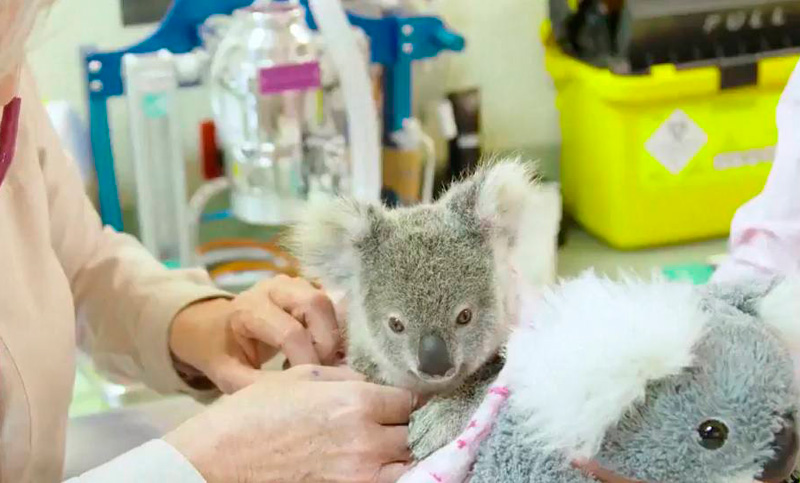 Un koala huérfano encuentra consuelo en un peluche