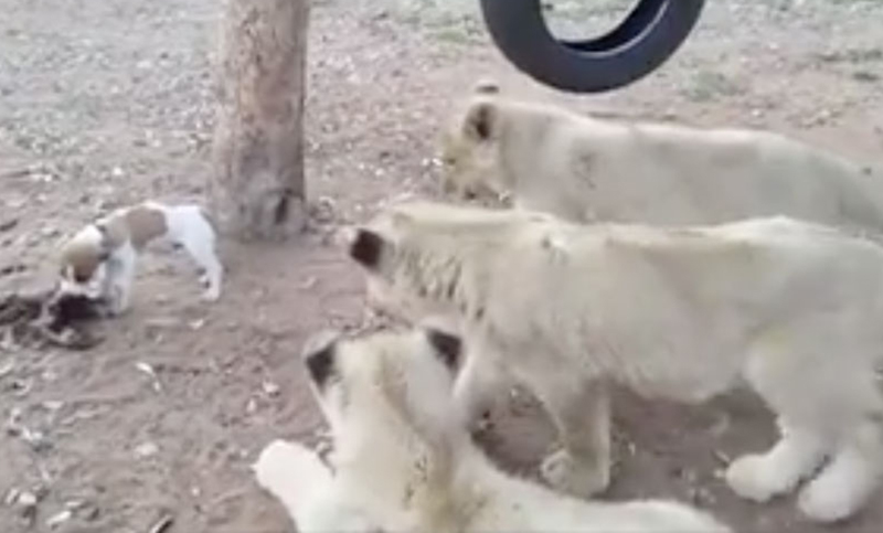 ¡El perro más valiente del mundo: lucha contra tres leones!