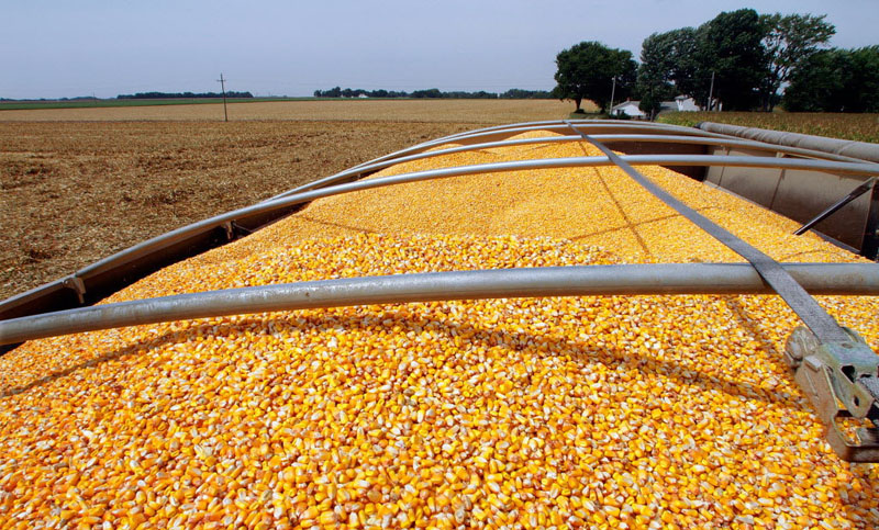 La cosecha de maíz en el país superaría su récord histórico