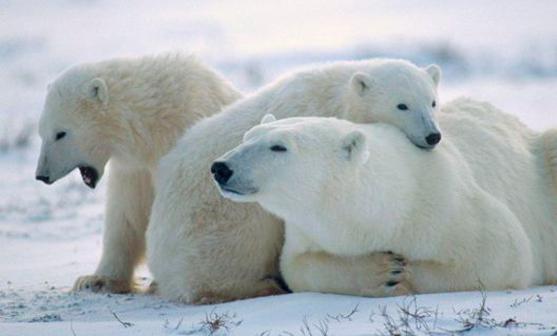 Peligro: los osos polares se están quedando sin hielo en el ártico